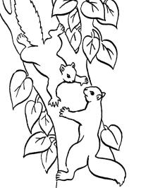 Veverky skákající na stromu