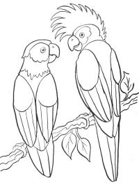 2 papoušci