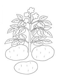 Rostlina brambor