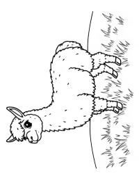 Lama v trávě