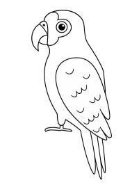 Amazonský papoušek