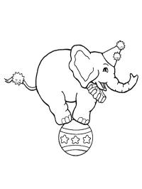 Slon z cirkusu na míčku