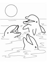 Delfíni v moři