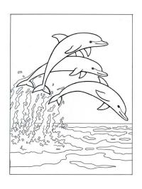 Delfíni skáčou do moře