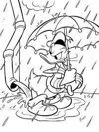 Kačer Donald v dešti