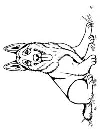 Německý ovčák