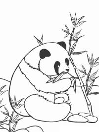 Jedící panda