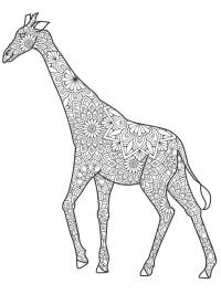 Žirafa pro dospělé