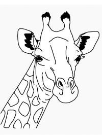 Hlava žirafa