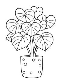Srdíčková rostlina (Hoya Kerrii)
