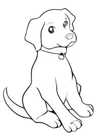 Labrador štěně