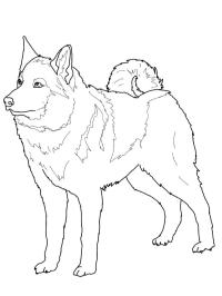 Norský Elkhound