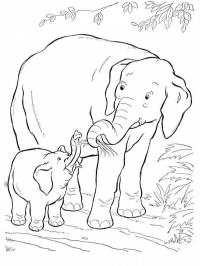 Slon a sloní mládě