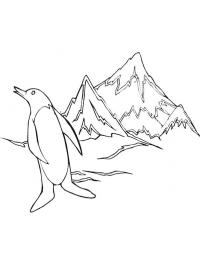 Tučňák na jižním pólu