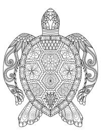 Želva mandala