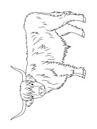 Skotský náhorní skot