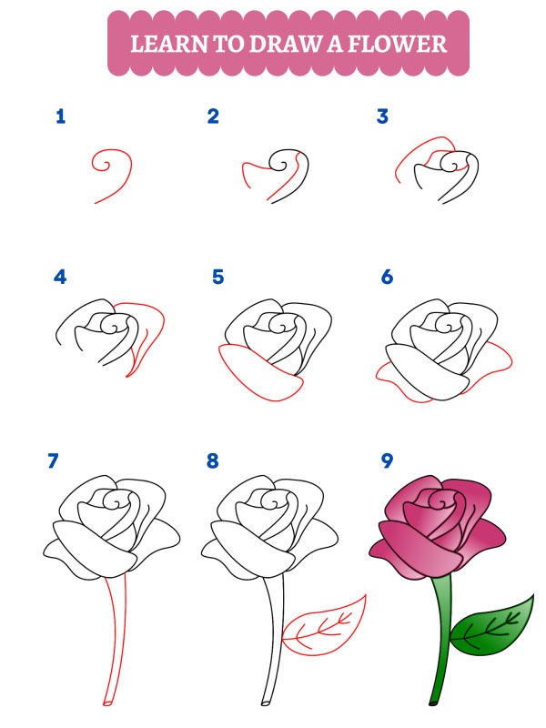 Jak nakreslit růži?