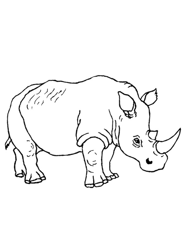 Nosorožec omalovánka