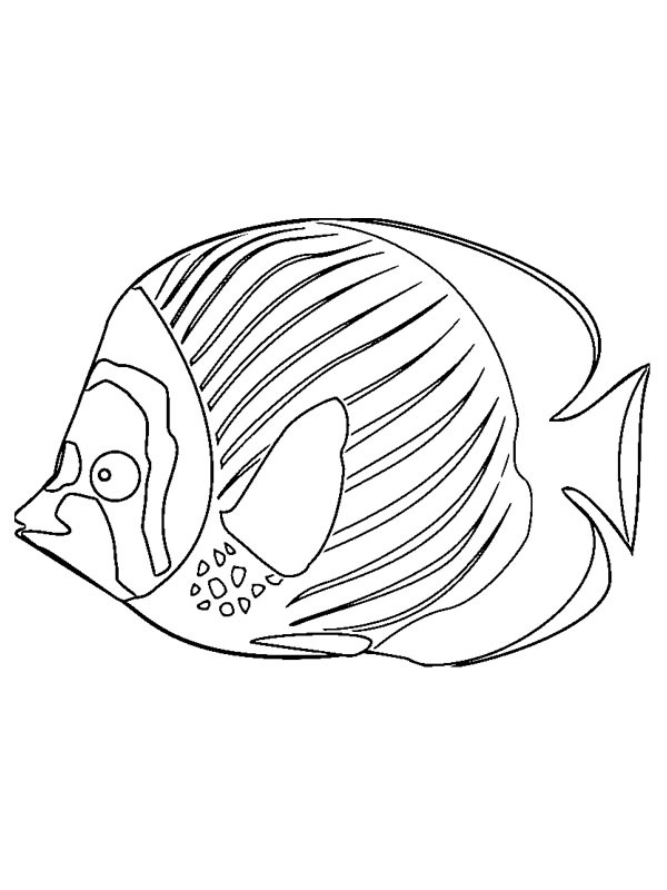 Ryba omalovánka