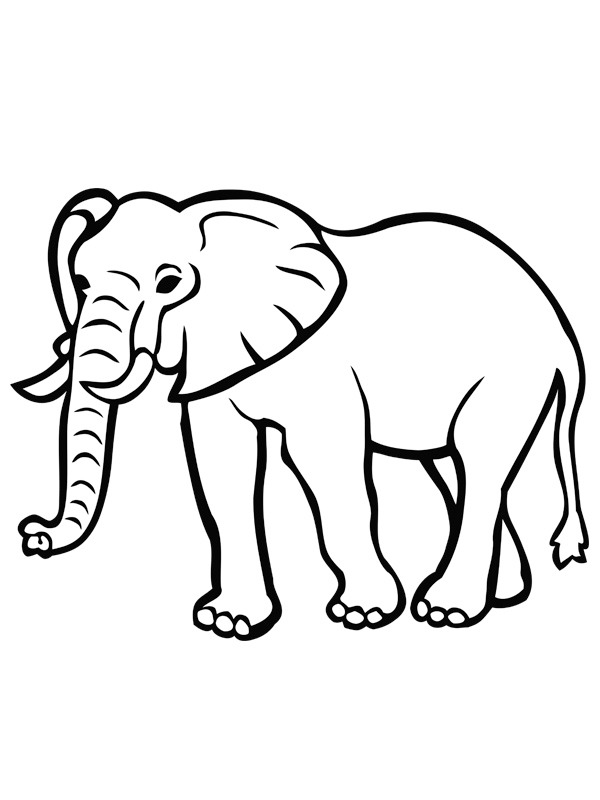 Slon omalovánka