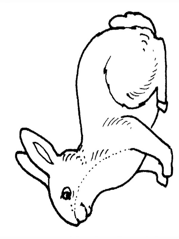 Zajíc omalovánka
