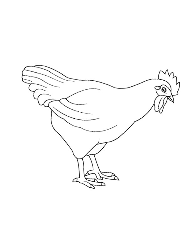 kuře omalovánka