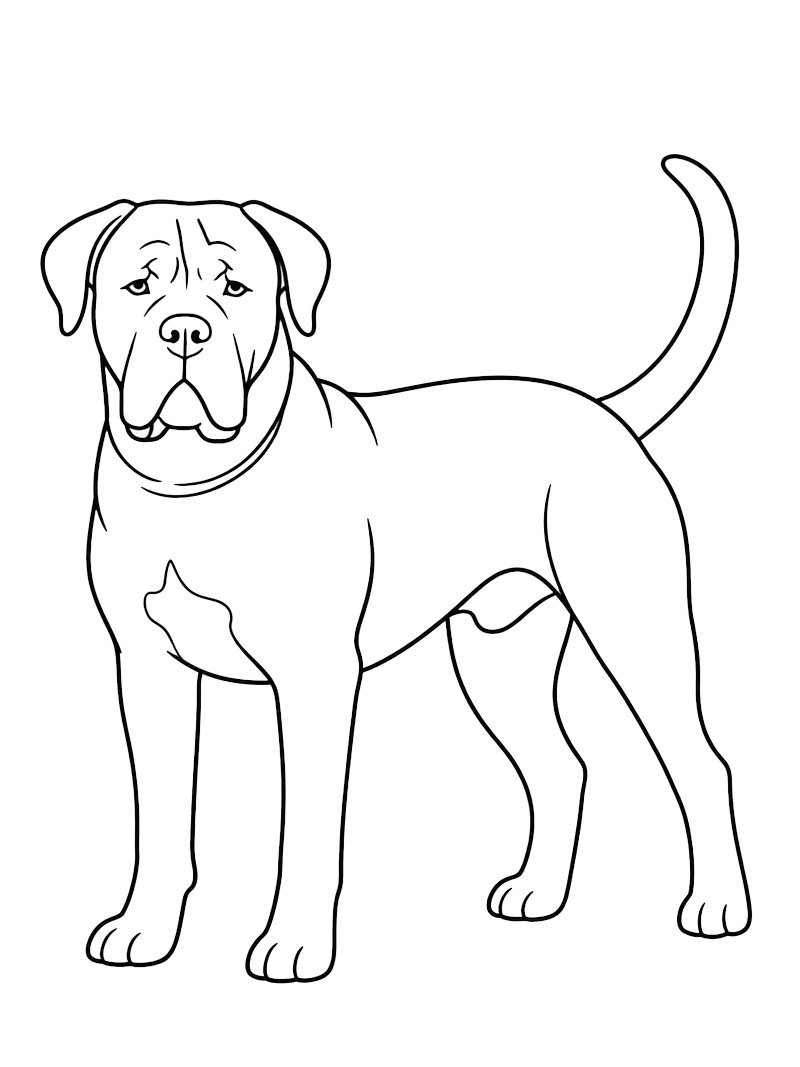 Cane corso omalovánka