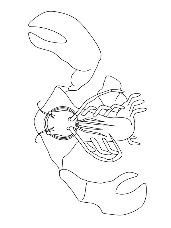 Clawrenzo (Garten of Banban) omalovánka Clawrenzo (Garten of Banban) omalovánka