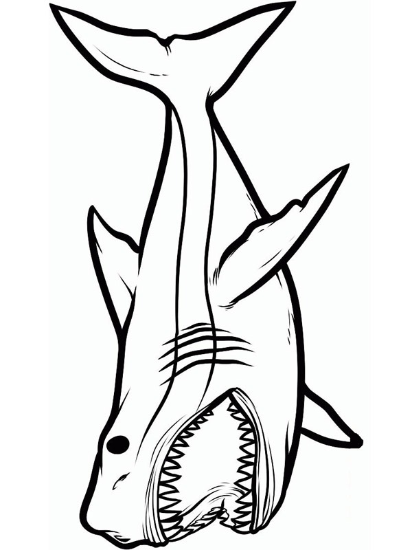 Nebezpečný žralok omalovánka