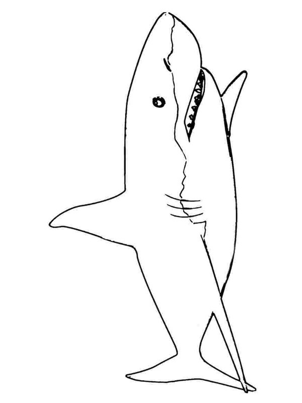 Žralok omalovánka