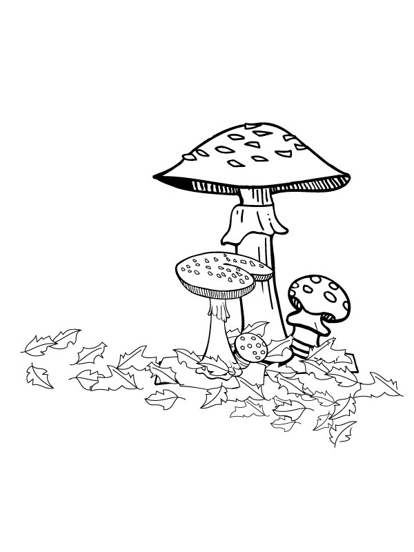 Podzimní houby omalovánka