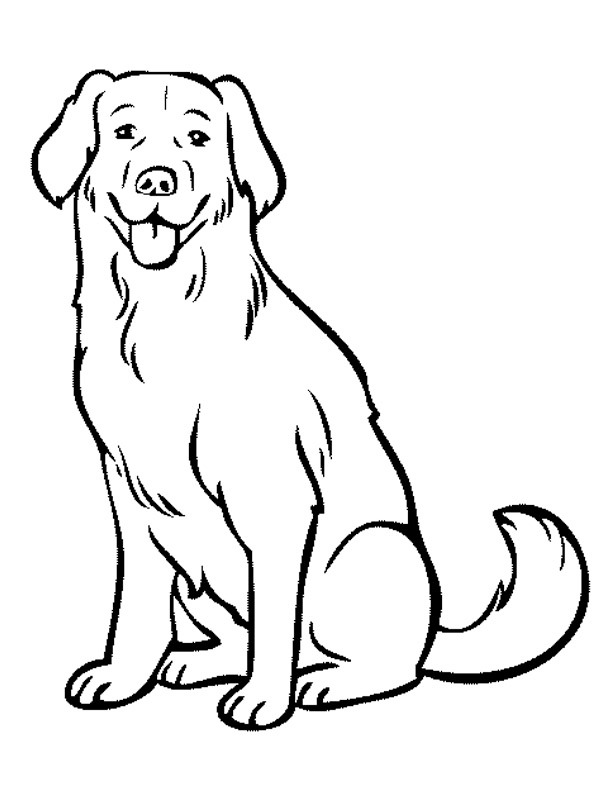 Labradorský pes omalovánka