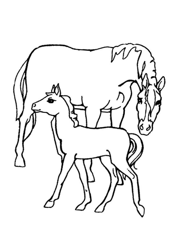 Kůň a hříbě omalovánka