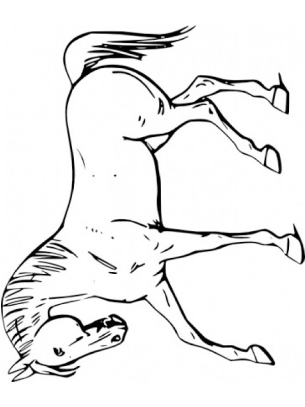Kůň omalovánka