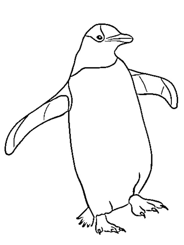 Tučňák omalovánka