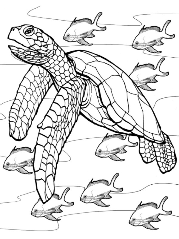 Želva pod vodou omalovánka