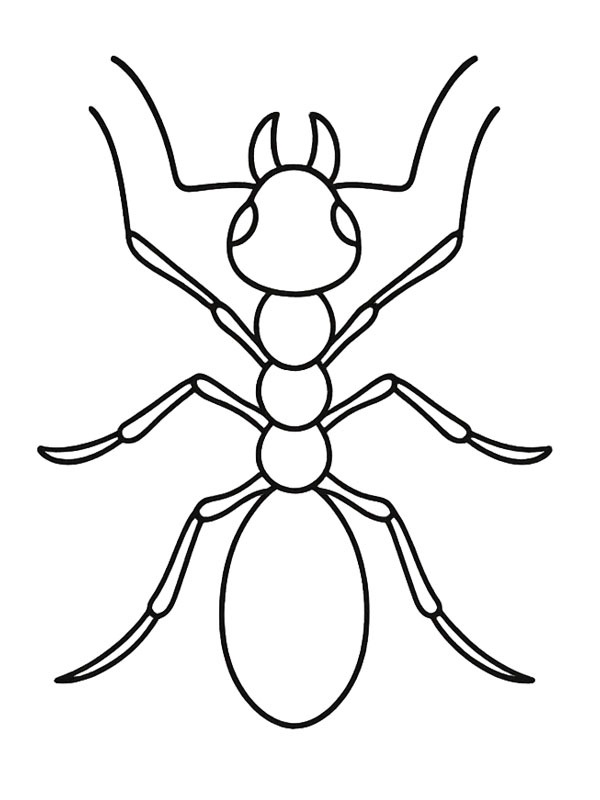 Ohniv&yacute; mravenec omalovánka