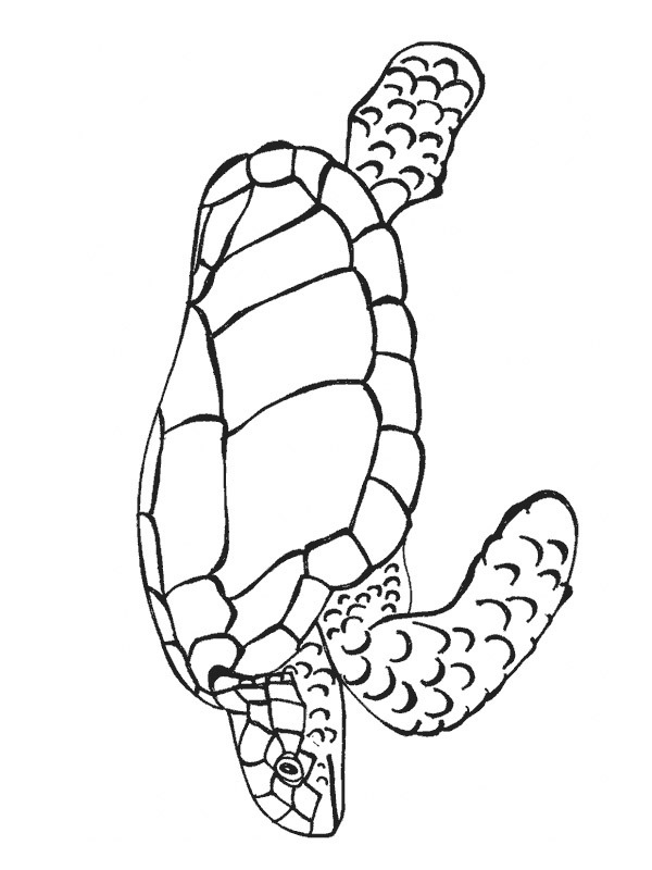 Mořská želva omalovánka