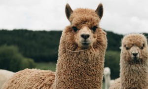 Lama alpaka