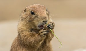 Kapybara